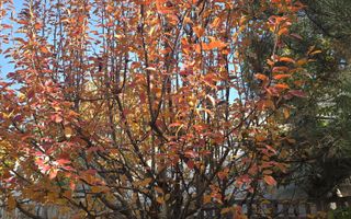 Exclusivitate! Proprietate Sendreni, zona linistita, 69.000 EUR - Poză 16