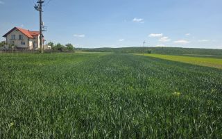 TEREN EXTRAVILAN | MITOCU DRAGOMIRNEI | 2.600 Mp - Poză 4