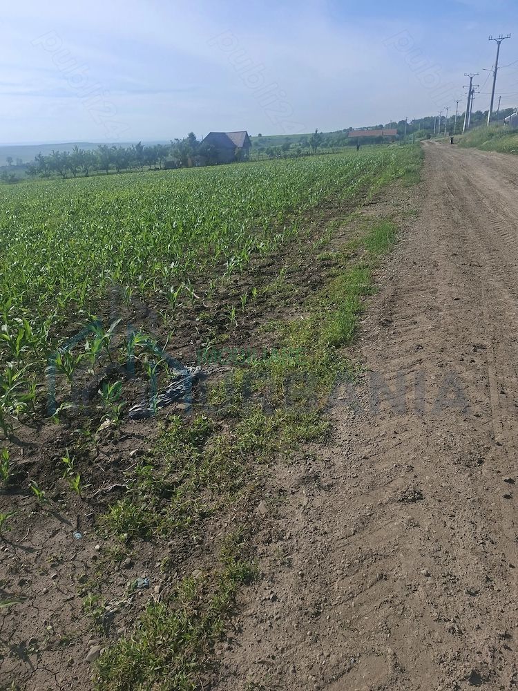 Teren de 6500 mp pentru construcție casă, Popesti - Poză 4