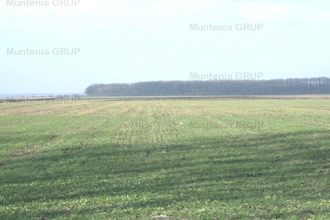 AFUMATI - Tarla 9, teren agricol in suprafata de 35.000 mp. - Poză 1