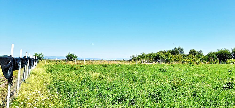 Sacele, teren intravilan 1386 mp, parau, priveliste superba, 45 euro/mp - Poză 5