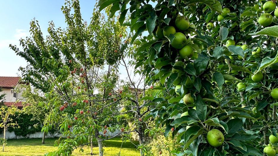 Vila Sinanadrei - Poză 12