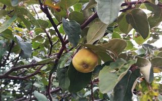 Teren 3,3 ha pentru viață la natură – livadă, liniște, Strunga Iași - Poză 6