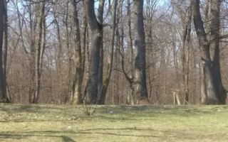 Teren 2.800 mp I Cisnadie - Poză 8
