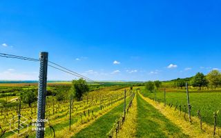 1,35 hectare vie pe rod (Cabernet si Merlot), Siria - Poză 7