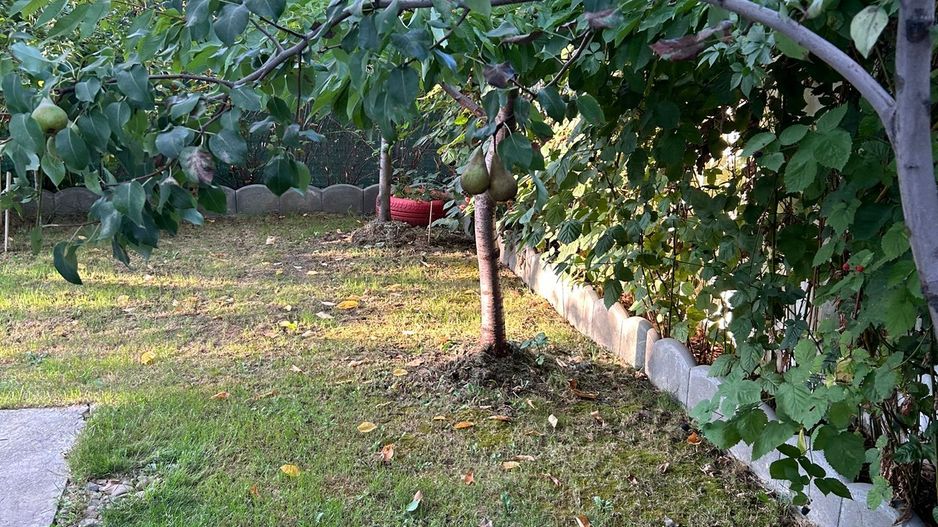 Vilă 4 camere | Tunari | De Vânzare - Poză 7