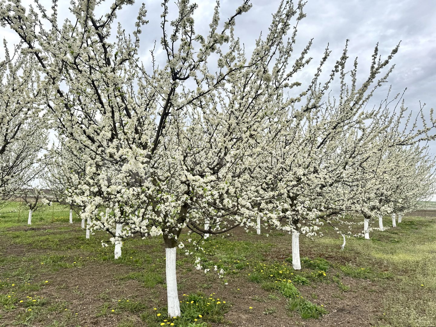 Livada+gradina, teren intravilan 2902mp, Damienesti-Bacau, comision 0 - Poză 1
