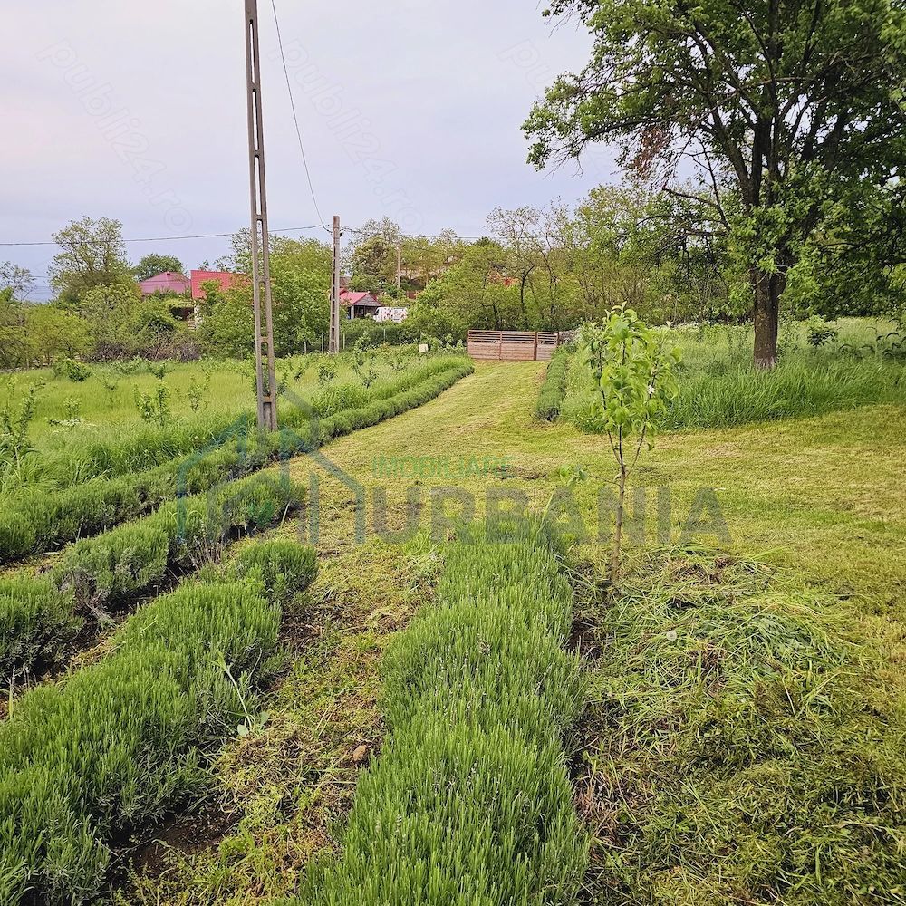 Casă cu teren intravilan de 5000 mp, livadă tânără și vie productivă, în Roșu, comuna Răducăneni, județul Iași - Poză 7