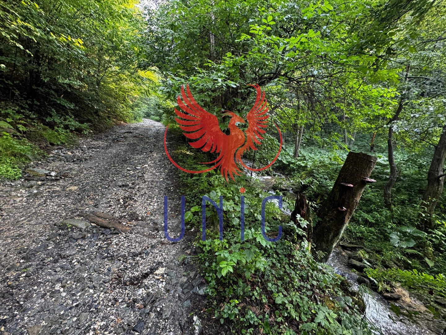 18000 mp de natura pura ,Lupeni, langa Straja - Poză 12