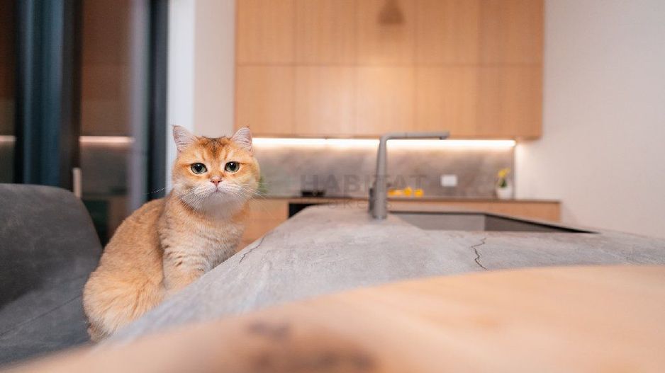 Vila 6 camere / Townhouse Avalon Estate - Poză 6