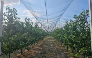 De Vânzare Afacere La Cheie ( ARAD) - Poză 6