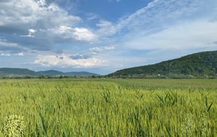 Teren -4.300 mp - Arabil - Chintelnic