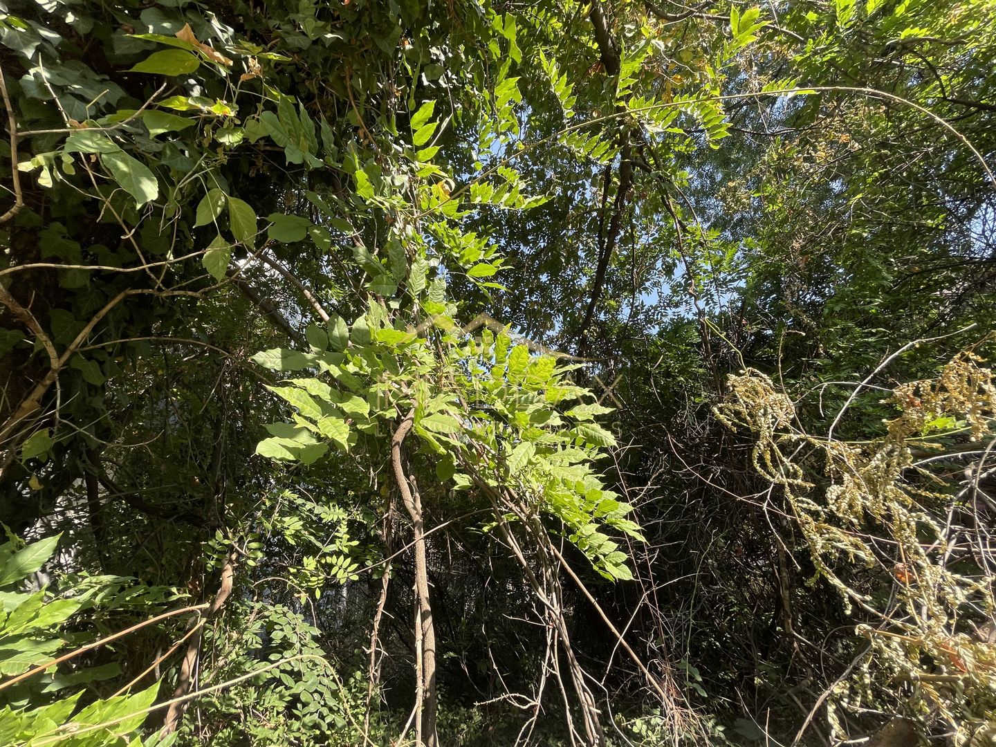 Teren Intravilan ***418mp*** posibilitate constructie S+P+2E+3ER // Floreasca - Poză 7