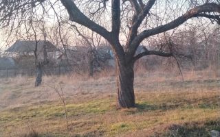 Vanzare teren - zona Ciurea, spre Piciorul Lupului. - Poză 6