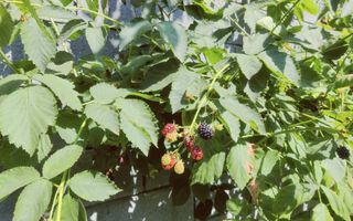 CASA INDIVIDUALA GHIRODA +TEREN 1752 MP - Poză 43