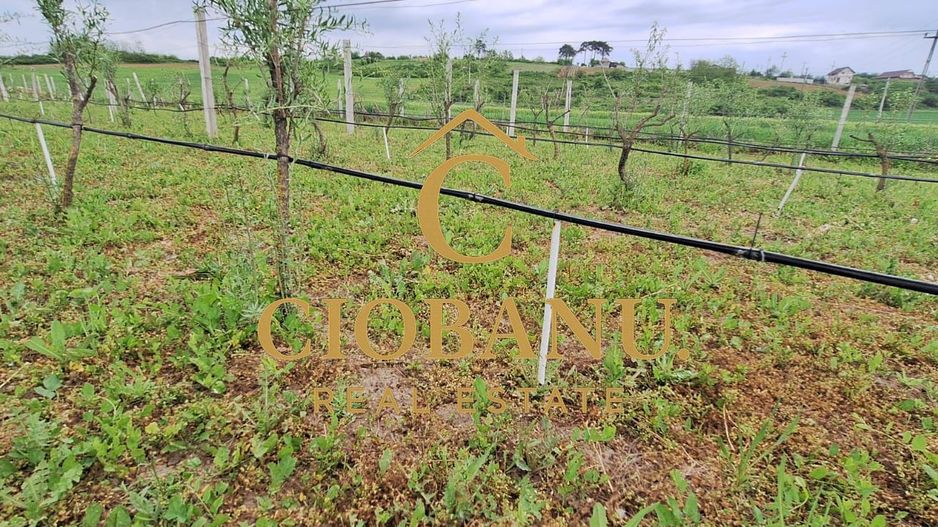 Teren intravilan cu PLANTATIE DE GOJII de vanzare in Racari - Poză 15