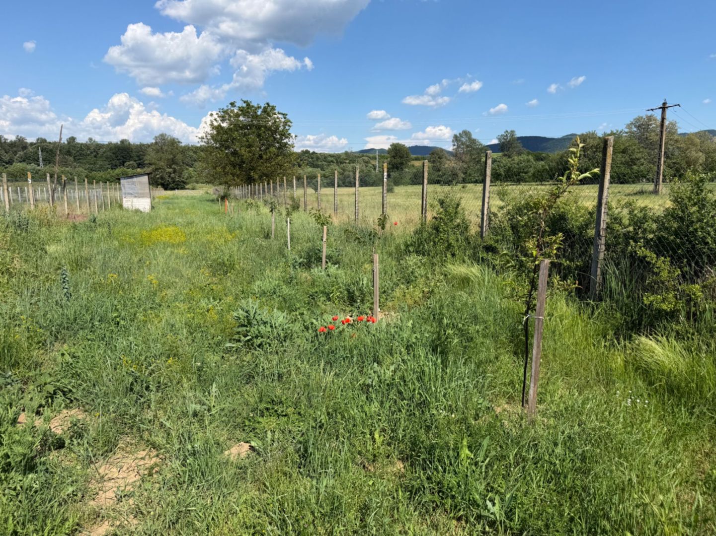 Teren intravilan, 2300mp - Vinerea ( Cugir ) - Poză 2
