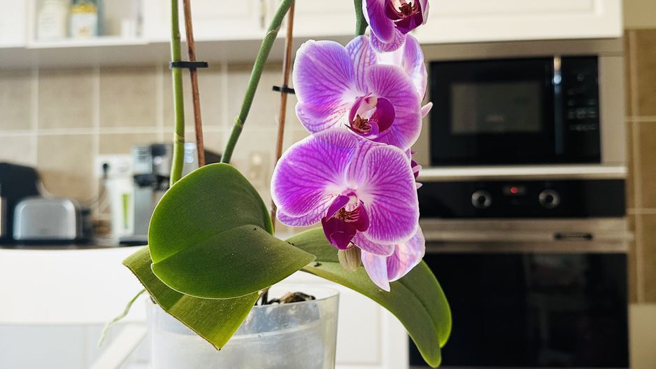 Vila individuala Sacalaz | 5 camere 191 mp, teren 503 mp | Comision 0% - Poză 28