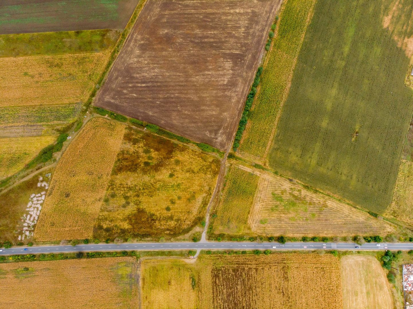 Teren de 19798mp în Zimandu Nou - Poză 8