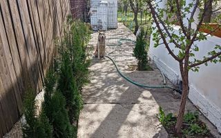 Vila 9 camere***gradina cu pomi fructiferi//1085 mp teren***Dragomiresti-Deal - Poză 20