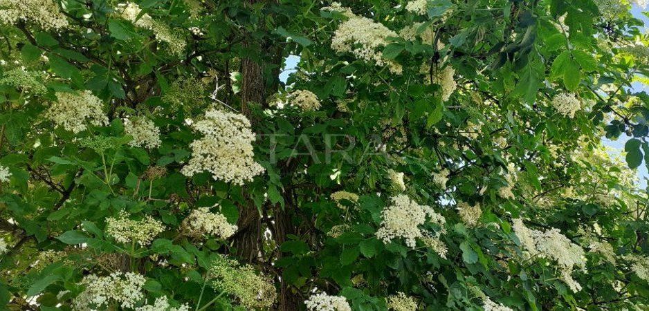 Apartament cu 2 camere in Grigorescu. - Poză 2