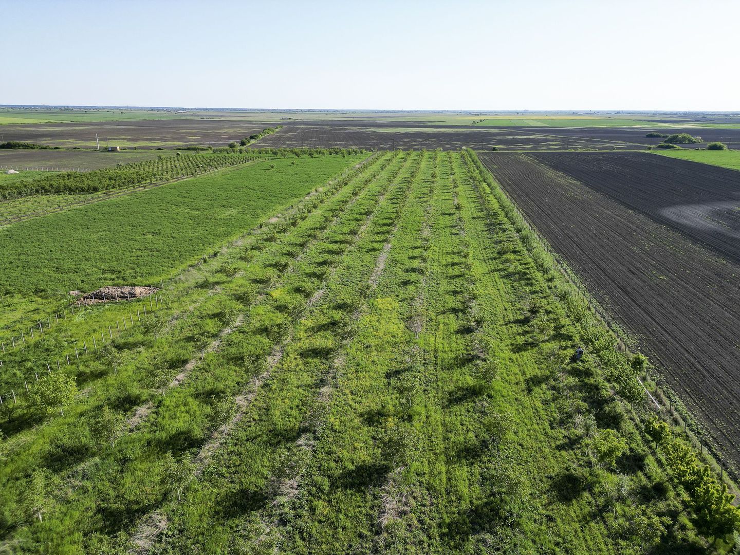 Livadă de nuci și pruni 2.4ha în Variașu Mare - Poză 22