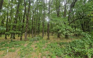 AZURA Imobiliare - Vanzare teren Hintesti, langa padure, 300m din DN - Poză 8