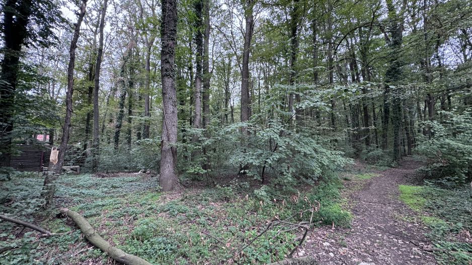 46644 mp teren in Padurea Baneasa proiect exclusivist - Poză 2