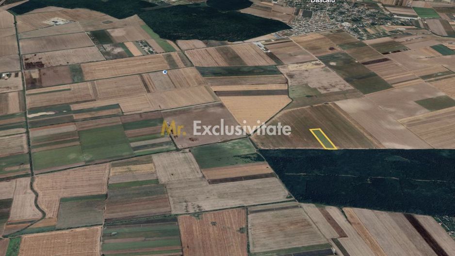 Teren mare Dascalu / Ilfov – lângă A0, deschidere la pădure - Poză 1