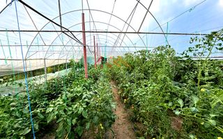 Casa 4 camere, anexe, recent renovata, foisor, teren 781mp, Izvoru, DB - Poză 17