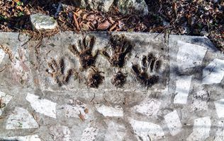 Casa superba, Adunatii Copaceni