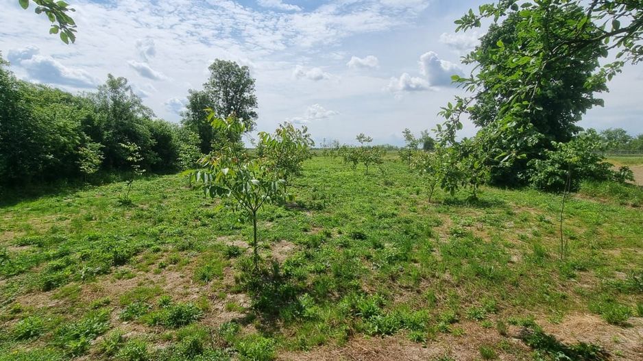 Casă 6 camere, livadă, 3 199 mp, Girisul Negru, Bihor. 42 000 E - Poză 9