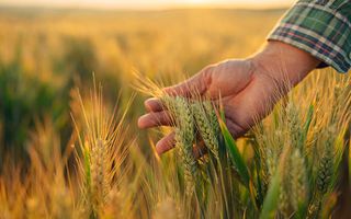 Ferma de Cultura Mare 1100 HA - Poză 1