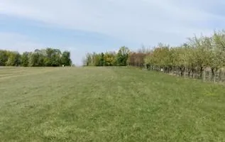 Teren extravilan 7.200 mp, Bordea - Grajduri, oportunitate investiție - Poză 11