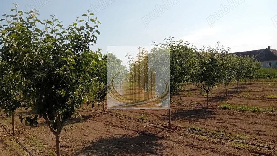 Vand/Schimb Livada Belint 16000mp - Poză 3