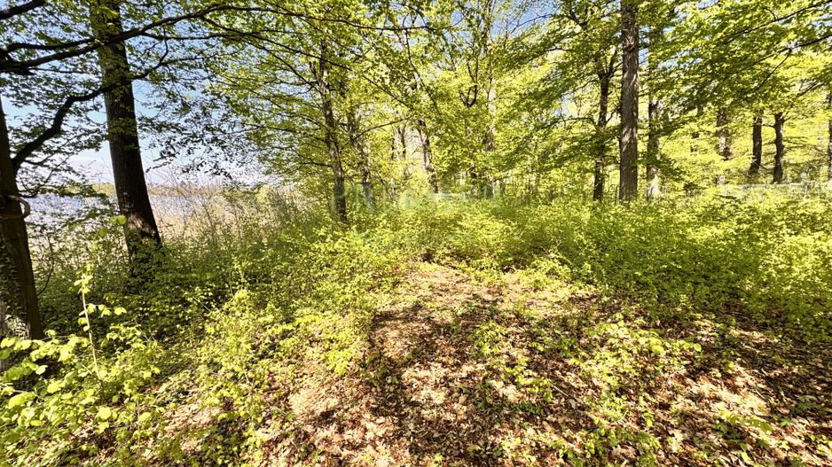 TEREN 7000 MP| DESCHIDERE 40 ML | INTRAVILAN-PADURE | POT 5% | TEREN UNIC | - Poză 5