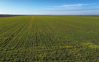 Vând teren extravilan – 11 ha, sat Valter Mărăcineanu, jud Giurgiu - Poză 5