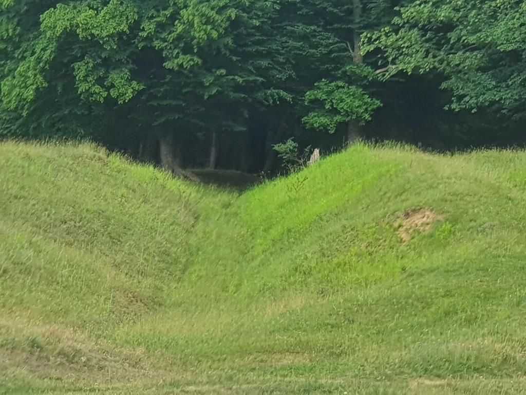 Padure stejar Prahova L328 - Poză 4