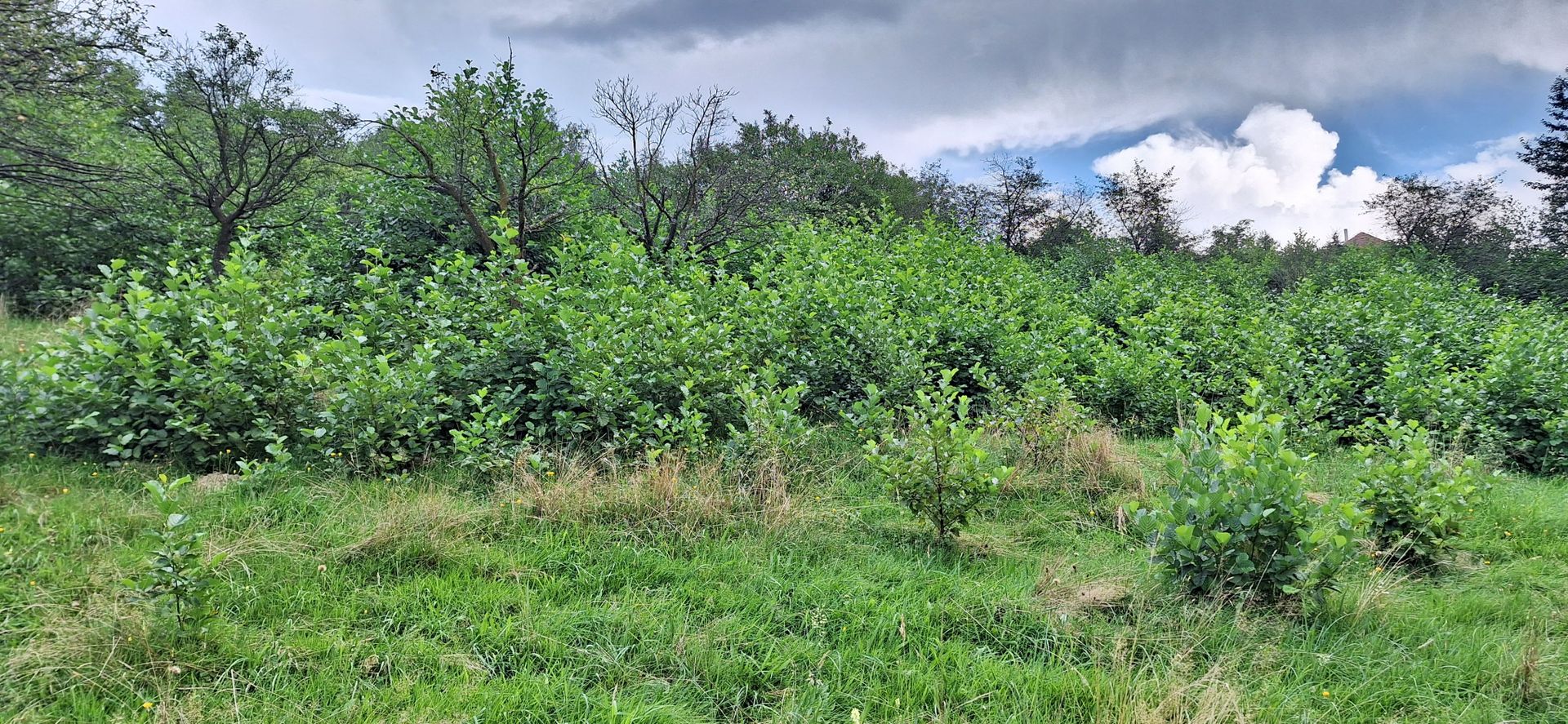 Bran-Predelut doua parcele de 2000+3000mp pret 25 euro/mp - Poză 13