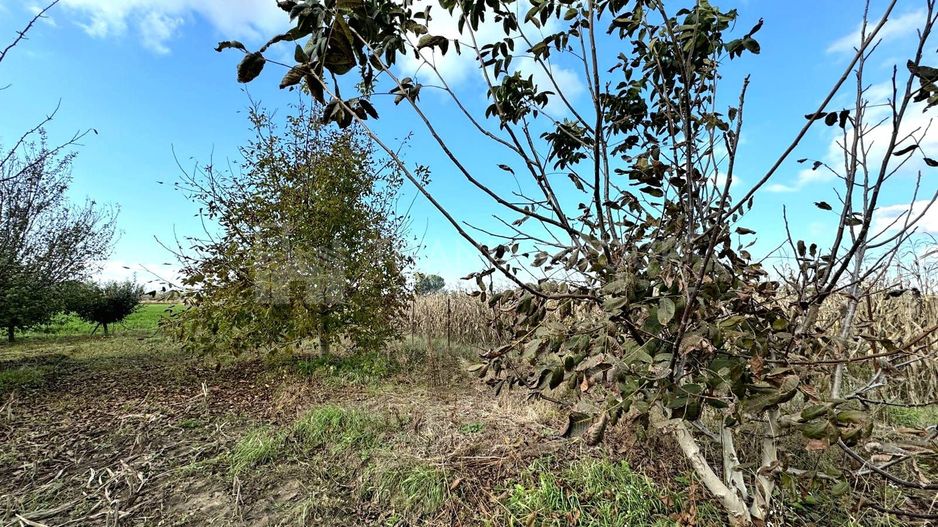 Livada+gradina, teren intravilan 2902mp, Damienesti-Bacau, comision 0 - Poză 14