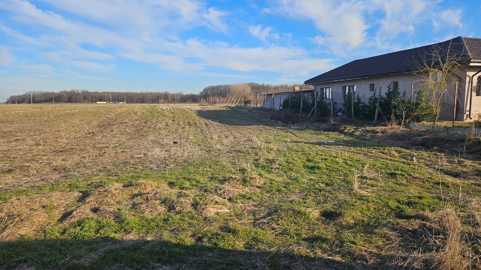 Vand teren cu suprafata de 26.000mp intravilan in Cornetu - Magurele - Poză 3