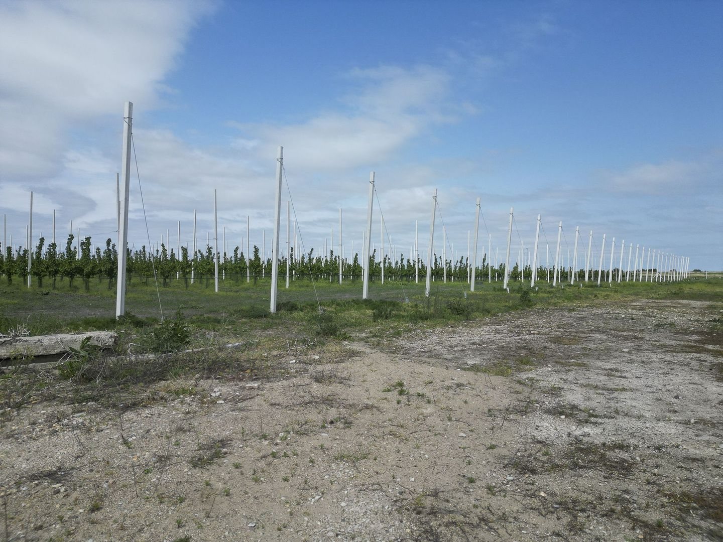 Oportunitate investiție: Livadă de Cireși și Hală - Poză 9