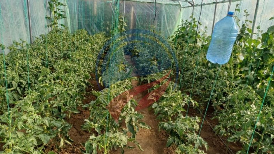 Casa cu teren generos/de vanzare/com Leu, Dolj - Poză 23