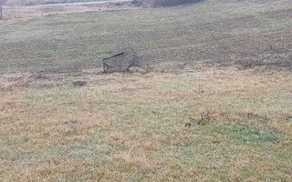 # - teren intravilan 820mp Proselnici - Poză 2