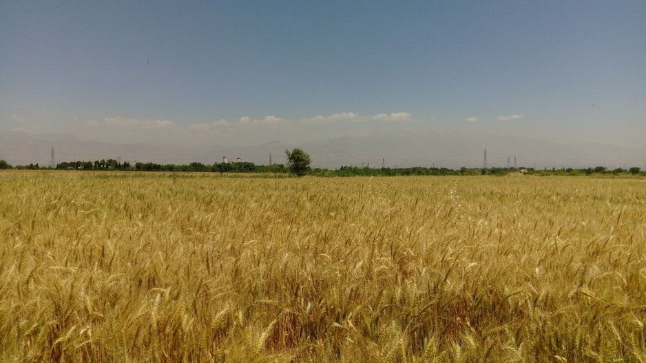 1.500 ha Teren agricol și pășune (Vestul României) - Poză 1