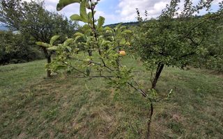 De vânzare teren extravilan în Sibiel, jud. Sibiu – 3223 mp - Poză 2