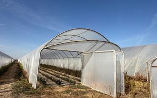 Teren intravilan agricol | 7029 mp | Satu Nou | Bihor - Poză 8