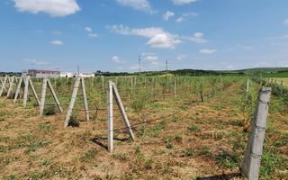 Teren intravilan cu PLANTATIE DE GOJII de vanzare in Racari - Poză 9