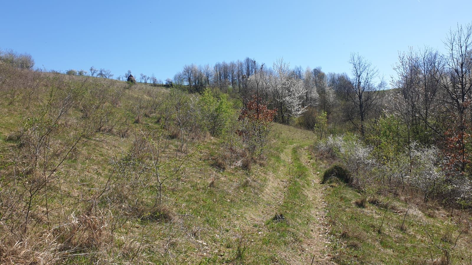 Teren cu panoramă fabuloasă, 10.059 mp, Roșia. 19.000 EUR. Comision 0 - Poză 3