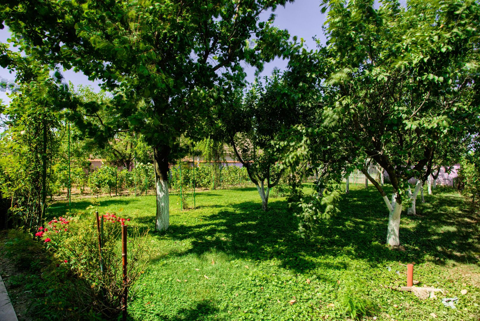 Casa de vanzare in Bodrogu Nou, COMISION 0 - Poză 11